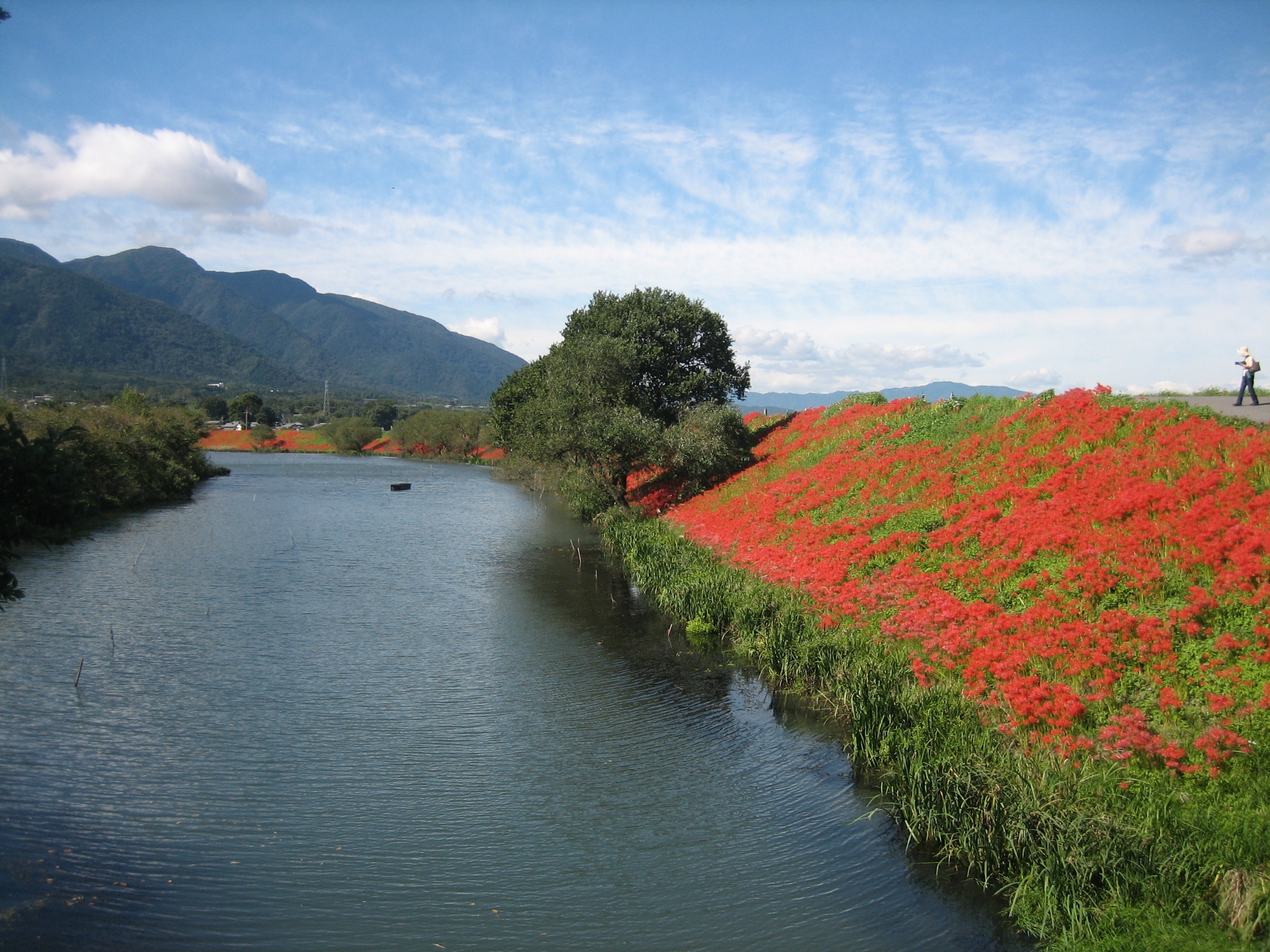 津屋川の彼岸花 津屋川の彼岸花